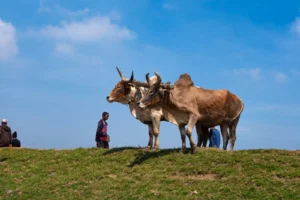 IMG 20240704 WA0028 300x200