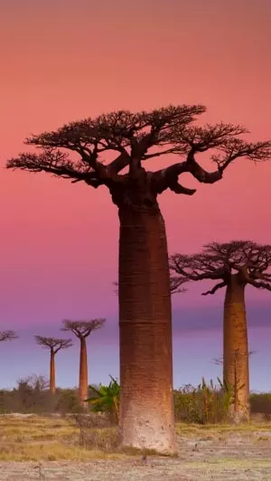 Baobab Morondava