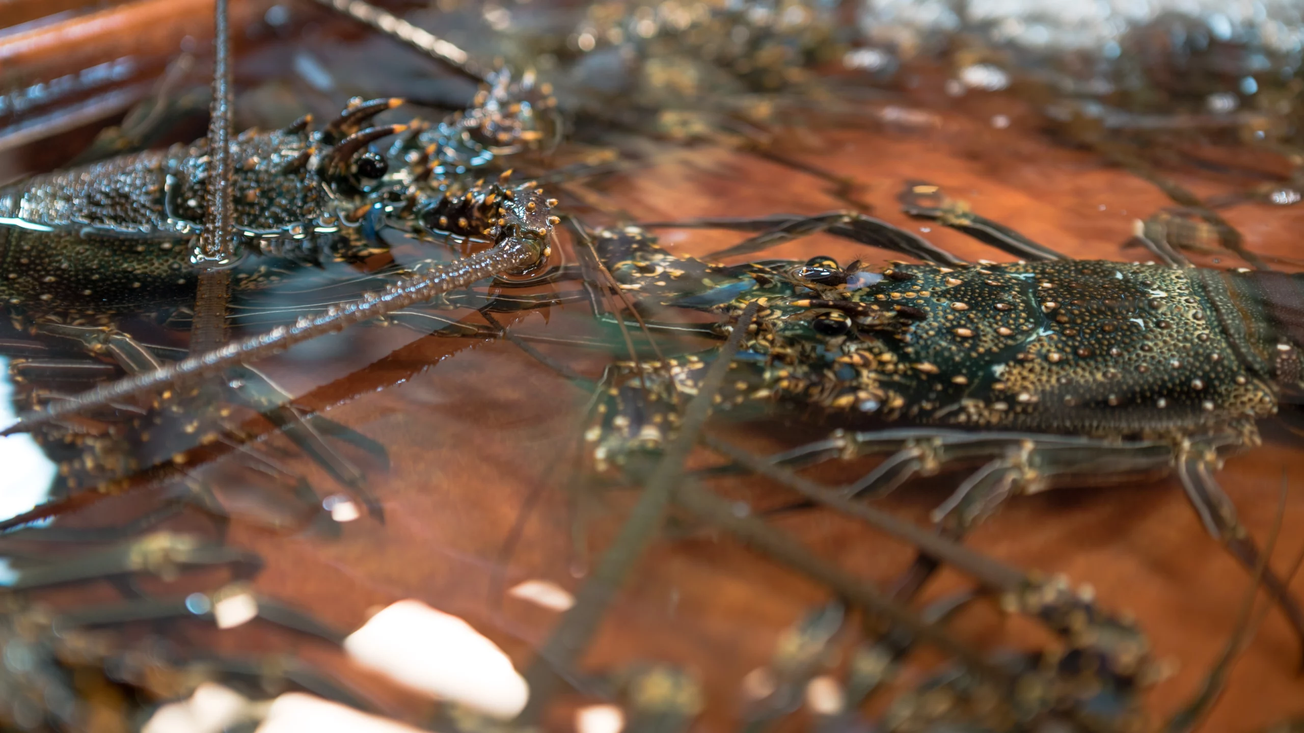 Langoustes, fruits de mer-frais Langouste – Image 2