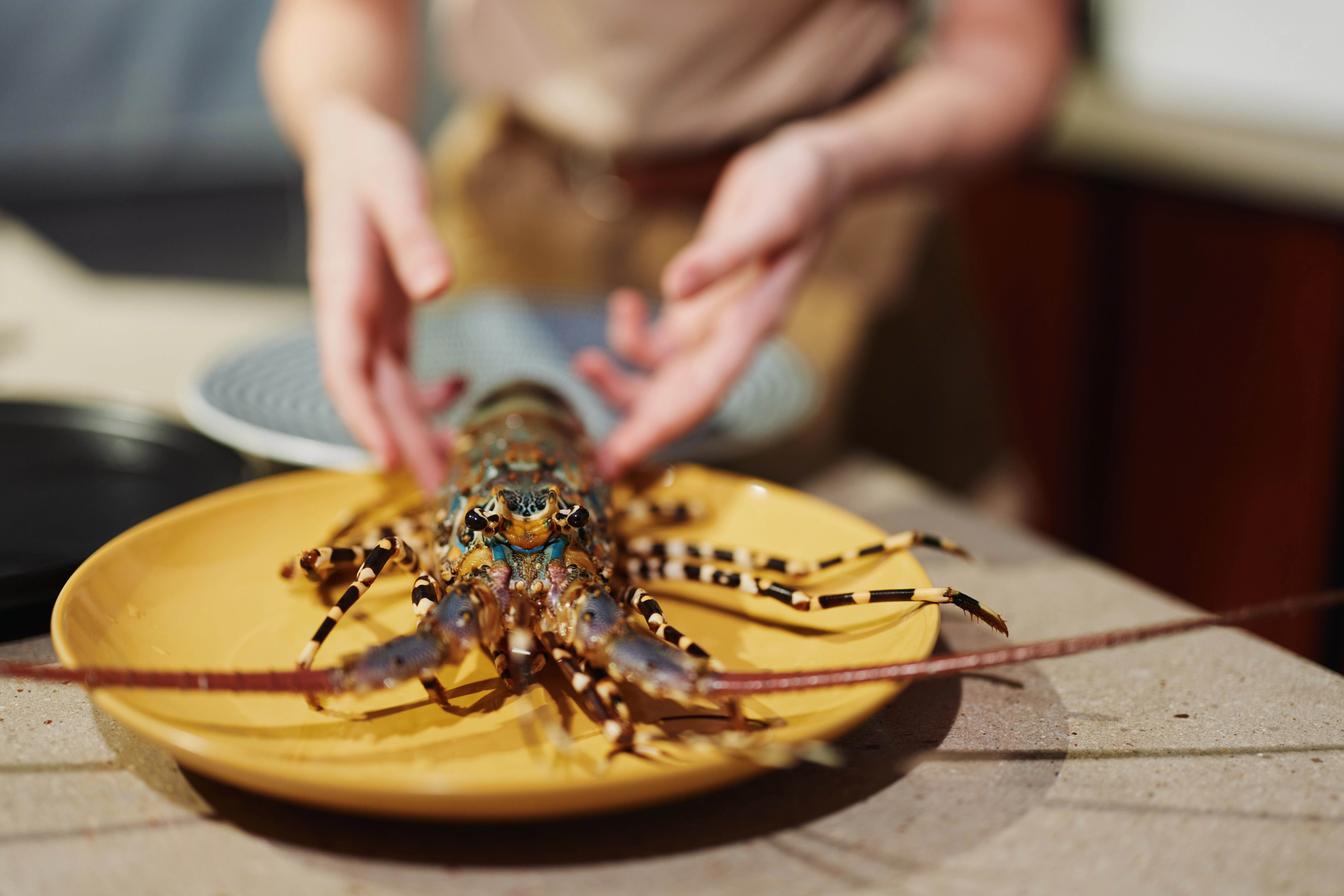homard-fraîchement-cuit Langouste – Image 3