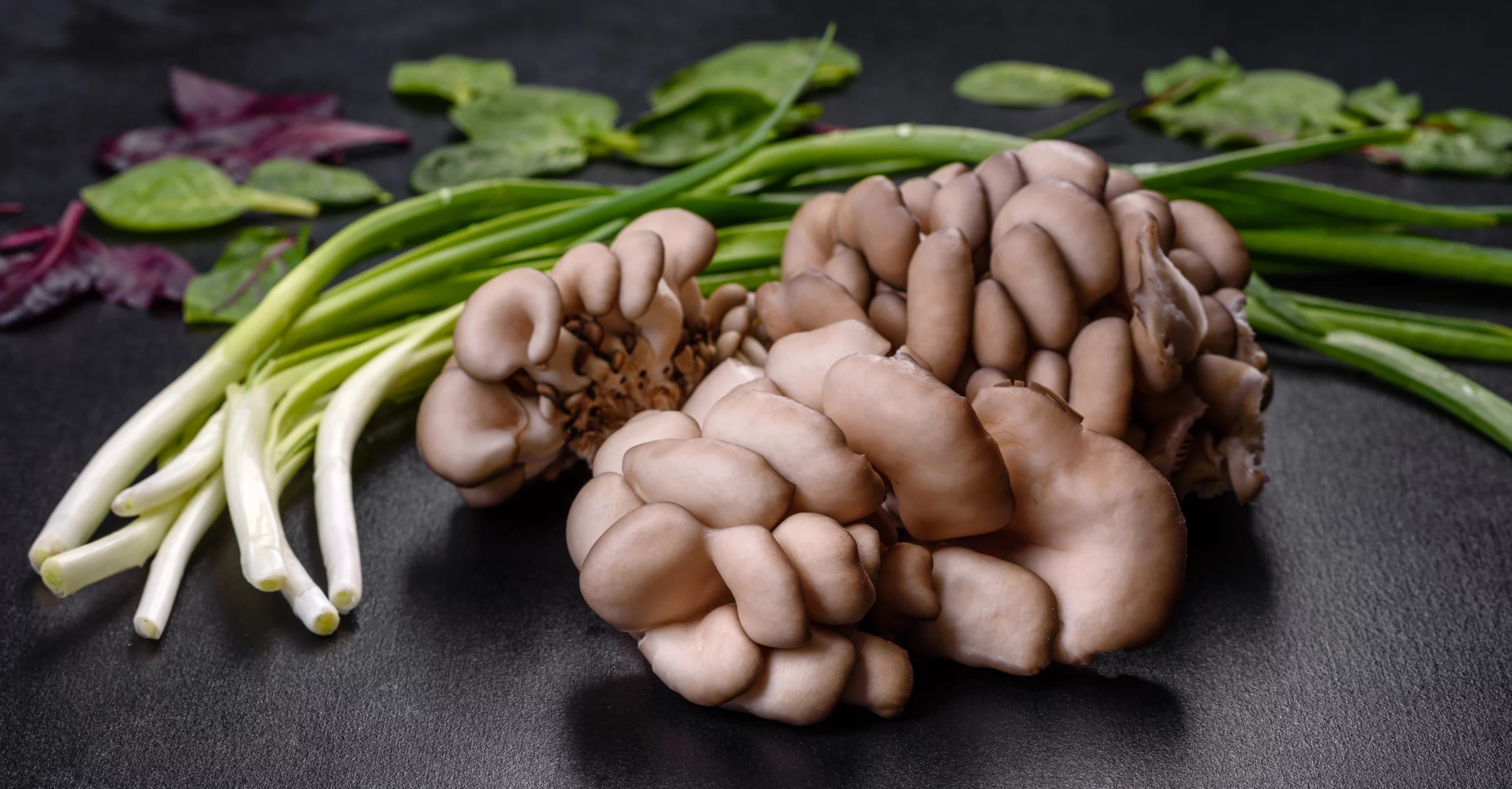 pleurote-ou-pleurotus Pleurote – Image 3