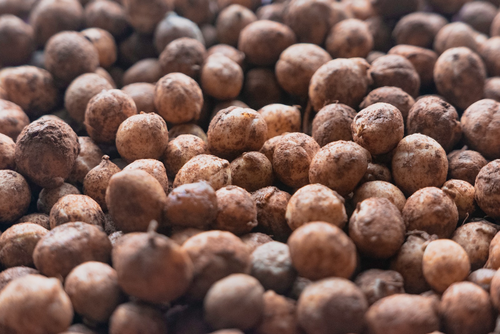 pois de bambara ou pois de terre Pois de Bambara – Image 2