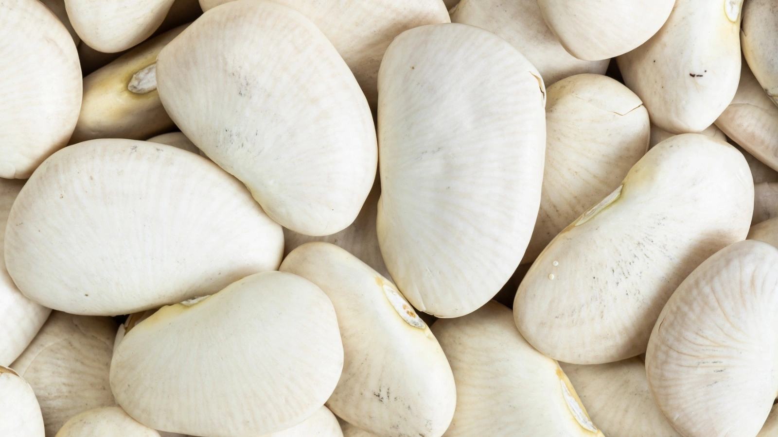 pois du cap by biomas Pois du Cap