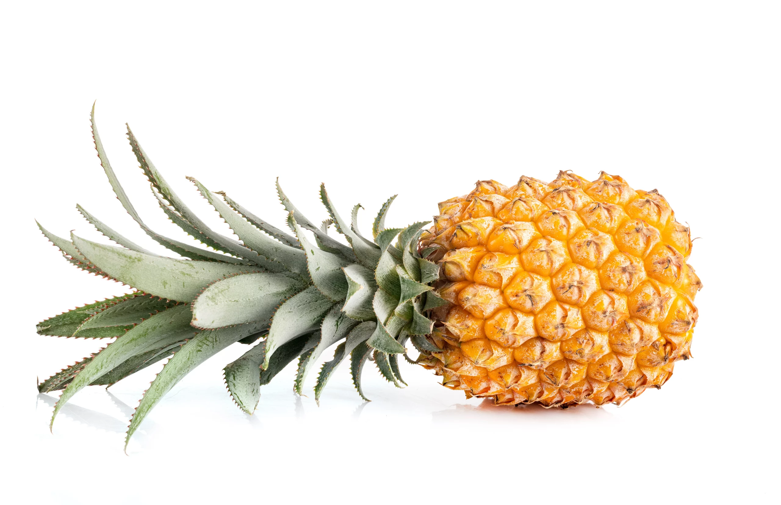 Ananas victoria by biomas Ananas victoria – Image 3