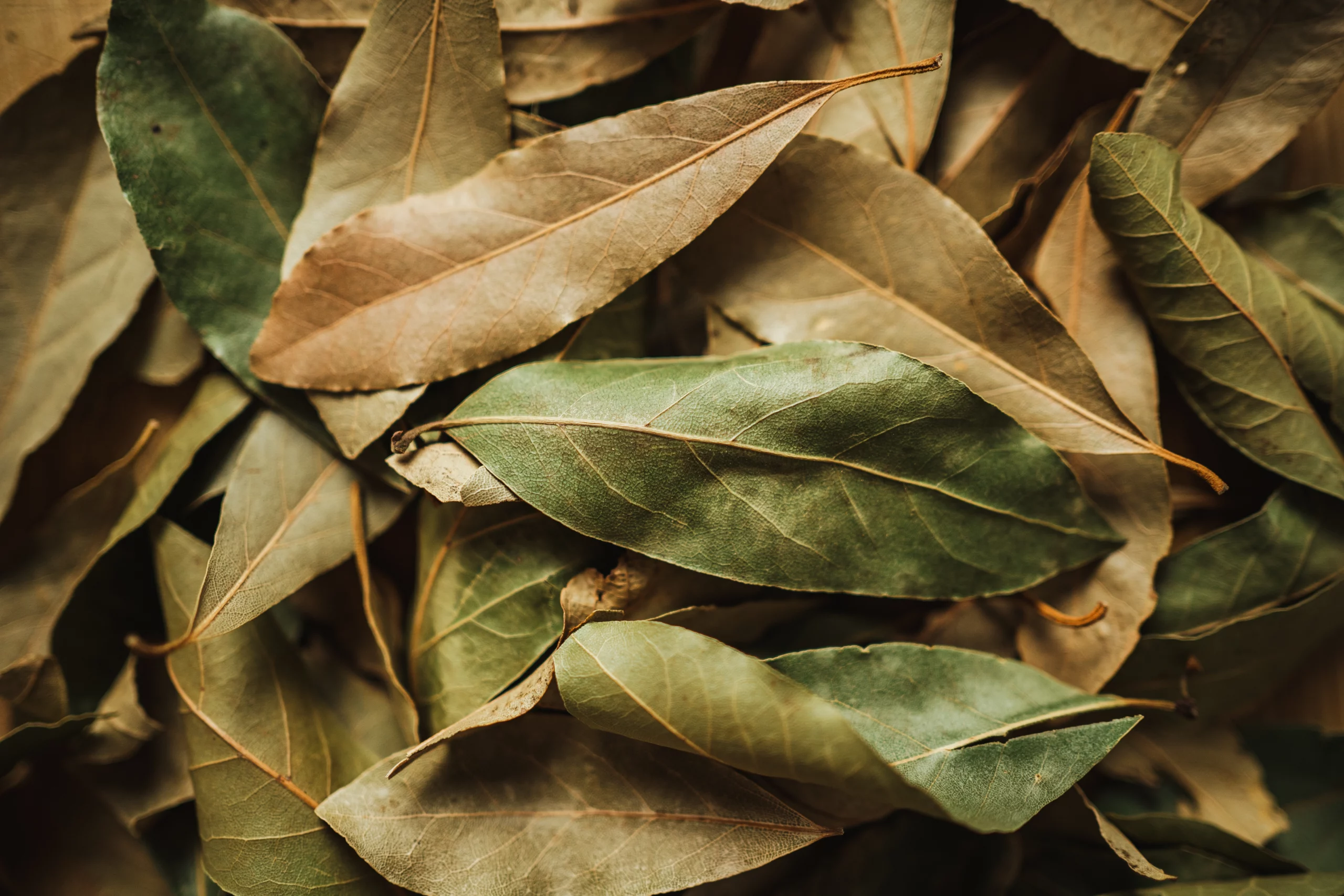 bouquet-de-feuilles-de-laurier-vert Laurier – Image 3