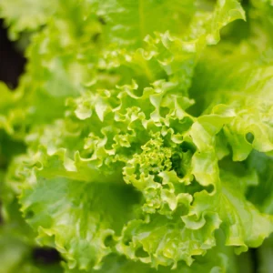 Laitue