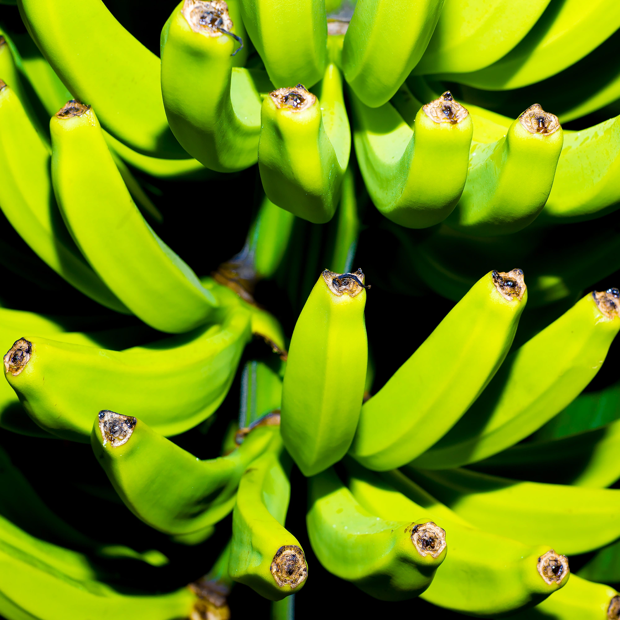 bananes-vertes-sur-l'arbre Banane verte – Image 3