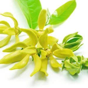 Ylang-ylang